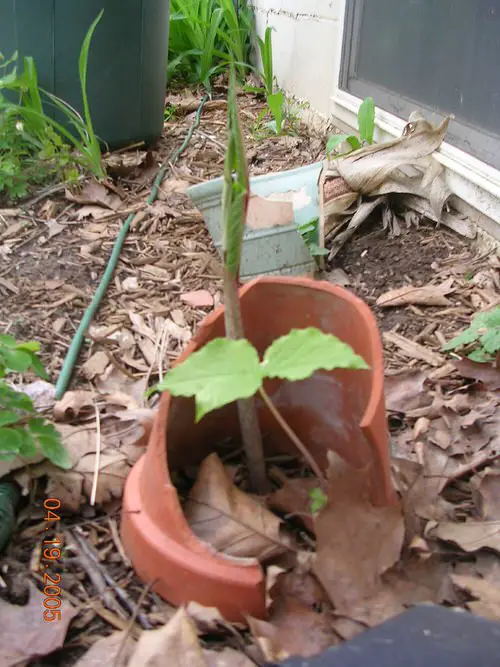 How to Turn Broken Pots into Stunning Features 10