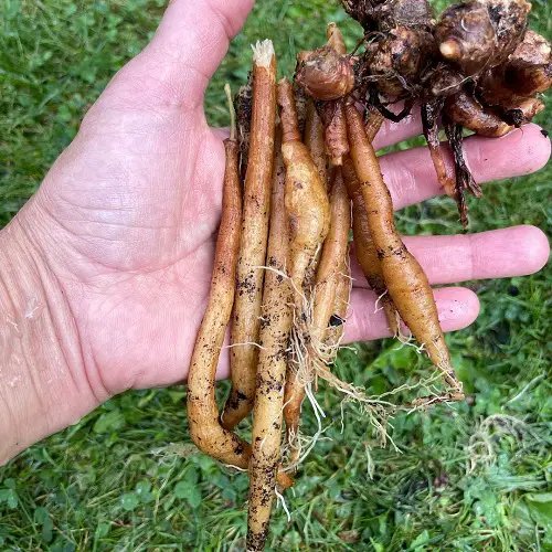 Krachai Plant Information
