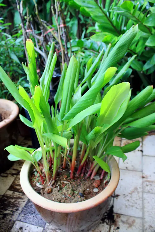 How To Grow Krachai