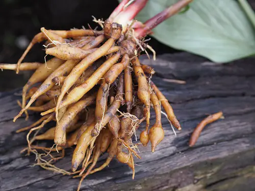 Harvesting & Uses