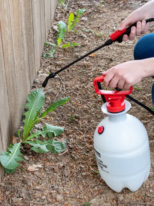 Killing Weeds with Vinegar