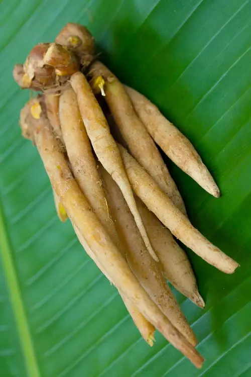 Krachai Care