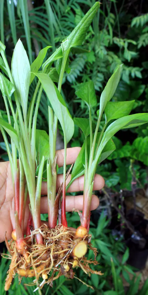 Requirements for Growing Krachai