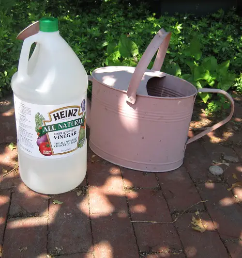 Kill Weeds Using Vinegar 1