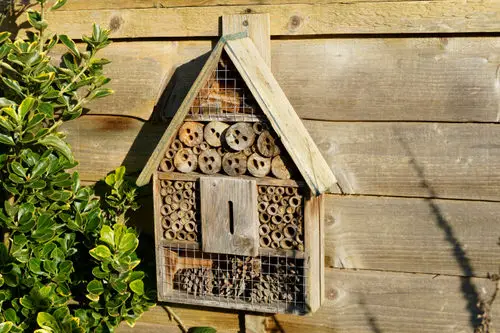 How to Attract Bees to Your Garden 6