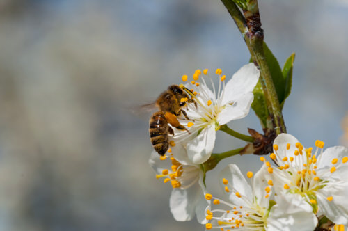 How to Attract Bees to Your Garden 2