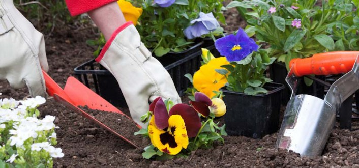 Gardening tips for beginners