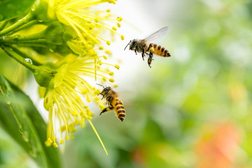 How to Attract Bees to Your Garden