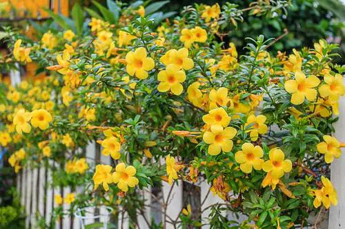  Plants with Toxic Milky Sap 26