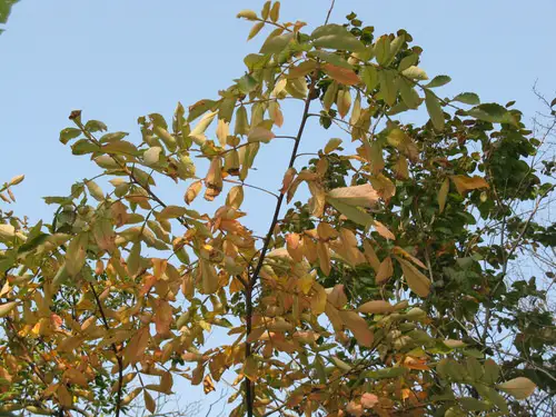 Plants with Toxic Milky Sap 21