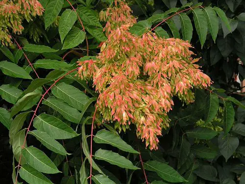  Plants with Toxic Milky Sap 22