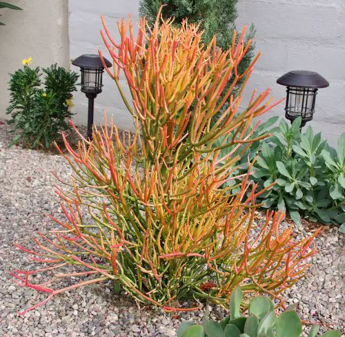  Plants with Toxic Milky Sap 8