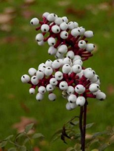 dolls eyes poisonous plant