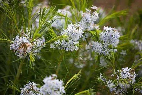 Plants with Toxic Milky Sap 19