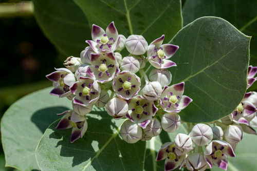 Milky Sap Plants