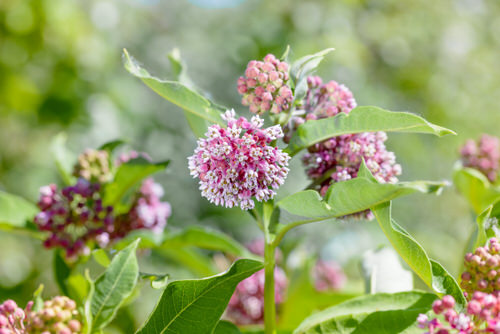 Milky Sap Plants 2