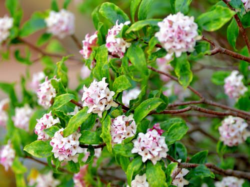  Plants with Toxic Milky Sap 23