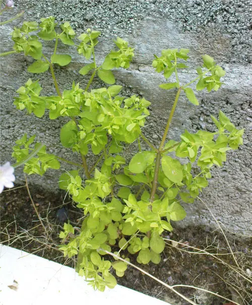 Plants with Toxic Milky Sap 25