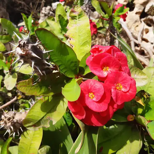 Plants with Toxic Milky Sap 6