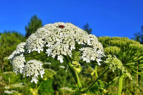 Plants with Toxic Milky Sap 2