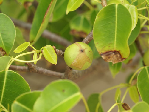 Milky Sap Plants 22