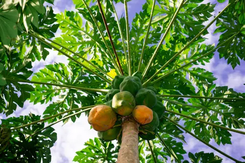 Plants with Toxic Milky Sap 14
