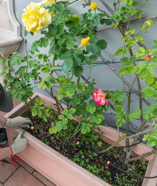Tips for Bigger rose Flowers 8
