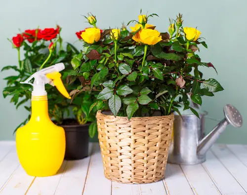Tips for Bigger rose Flowers 10