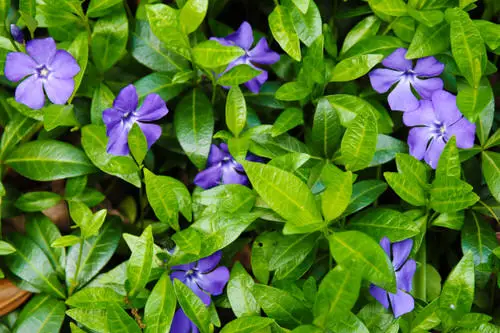Milky Sap Plants 10