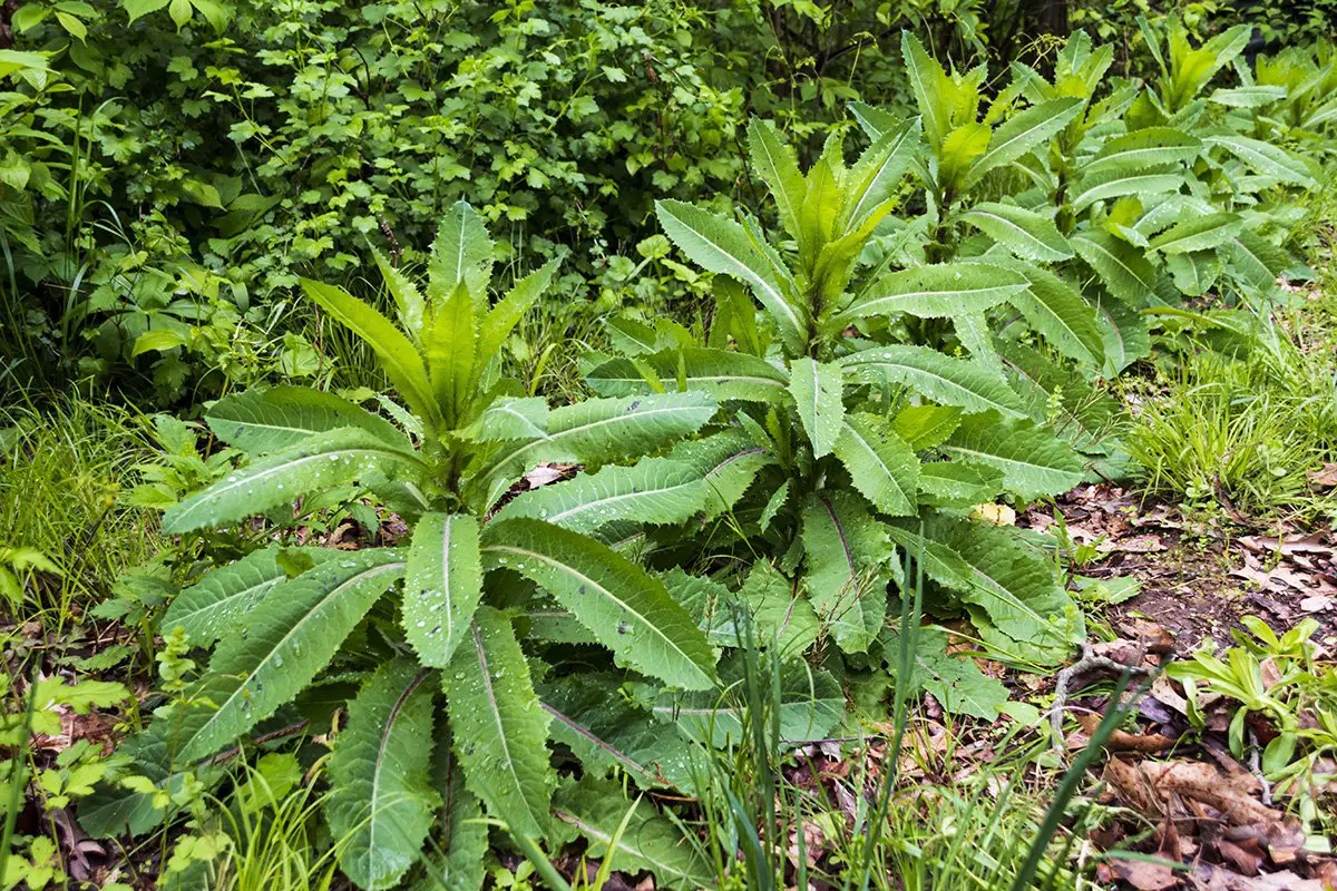 Milky Sap Plants 3