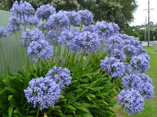  Plants with Toxic Milky Sap 24
