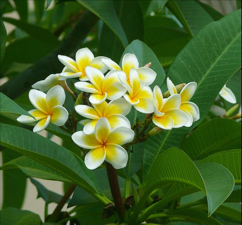  Plants with Toxic Milky Sap 20