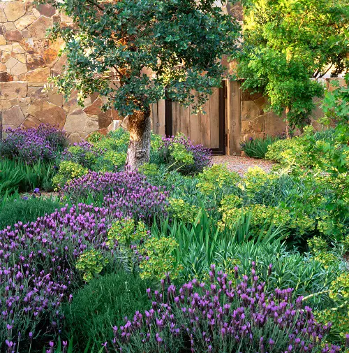 Landscaping with Lavender 13