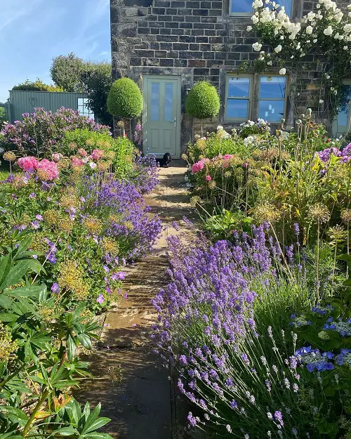 Landscaping with Lavender 10