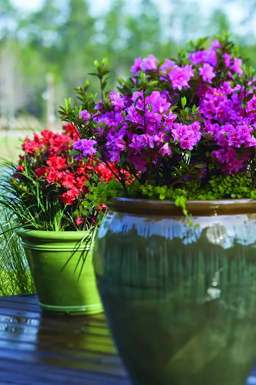 best Common Flowers that are Poisonous