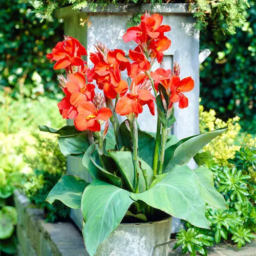 best Typical Poisonous Flowers