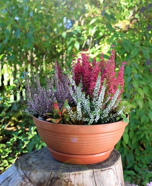 Growing Heather in Pots - Care