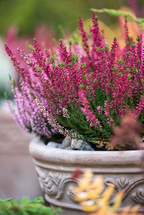 Propagating Heather Plant
