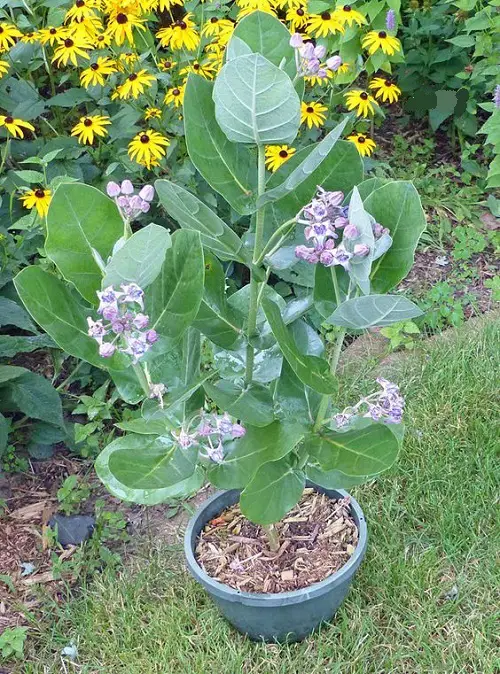 top Common Flowers that are Poisonous 3