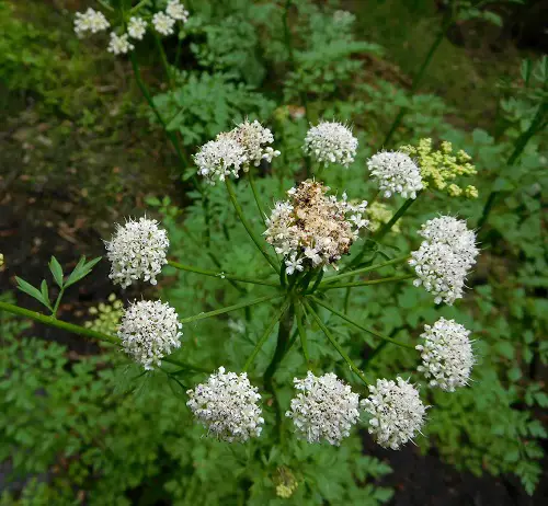 little Typical Poisonous Flowers