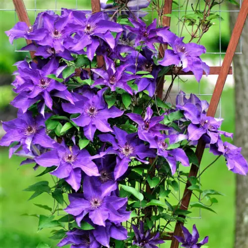 best Common Flowers that are Poisonous