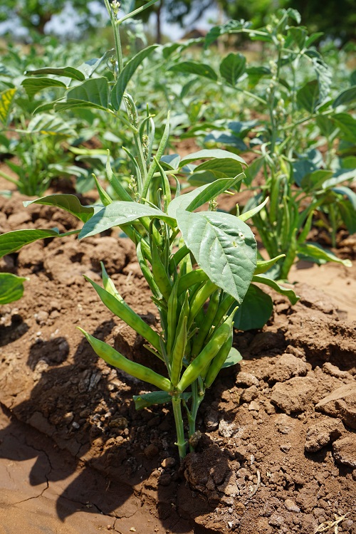 best Species to Plant in an Edible Italian Garden 