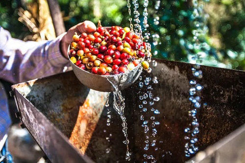 Wet method Tips on Harvesting Coffee