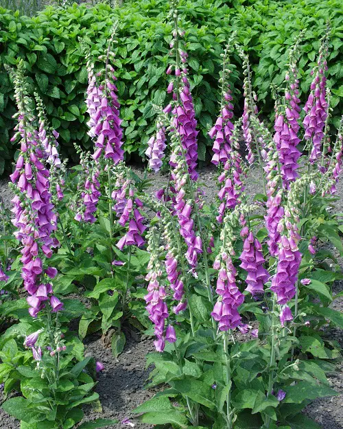 lovely Commonly Occurring Poisonous Flowers