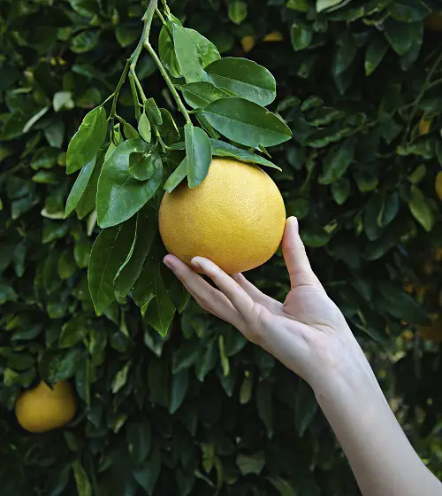 Harvesting Pomelo