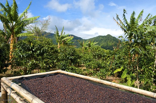 dry Tips on Harvesting Coffee