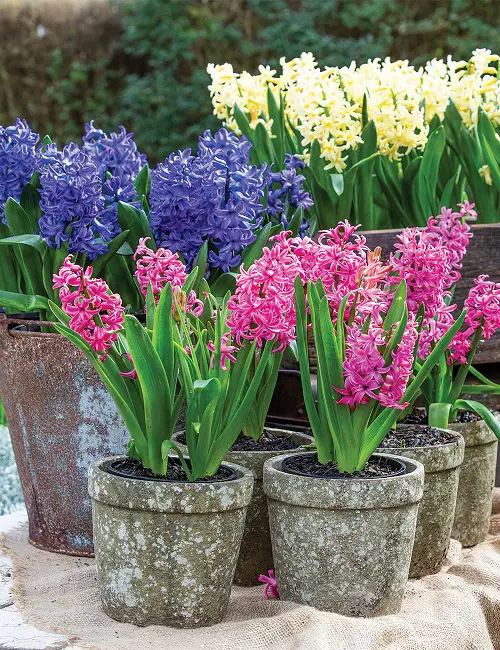 Typical Poisonous Flowers in pot