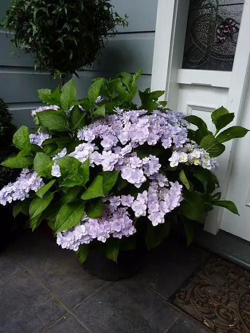 Common Flowers that are Poisonous 1