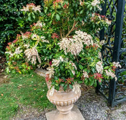 Typical Poisonous Flowers