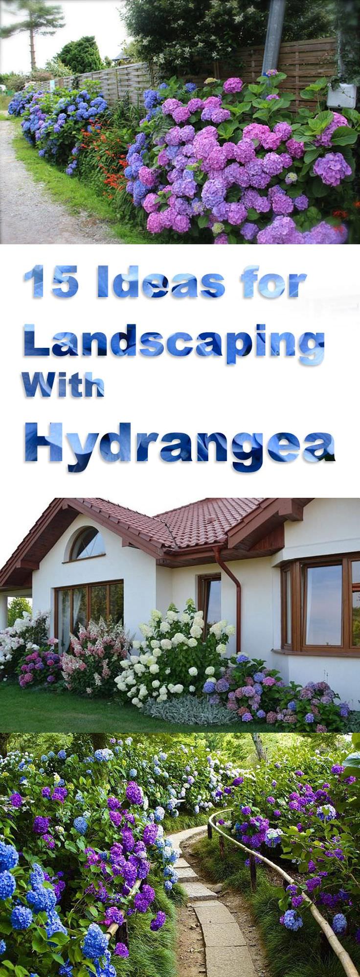 hydrangea landscape design ideas